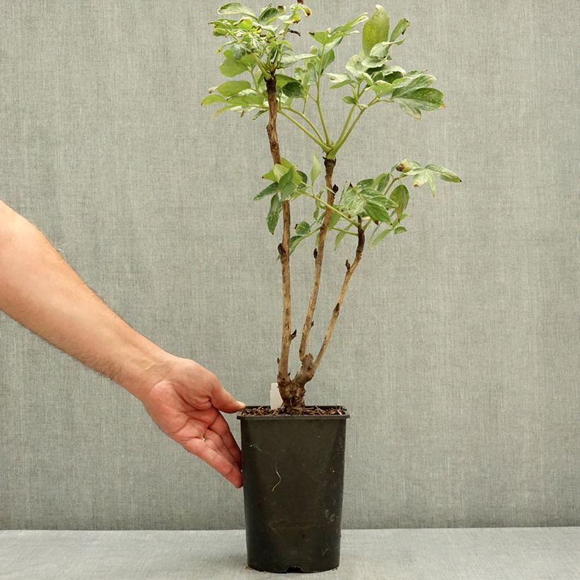 Esemplare di Peonia arborea Fen He Piao Jiang Vaso da 2L/3L consegnato in estate