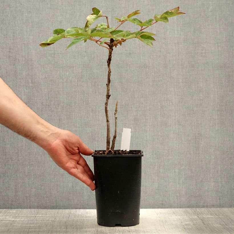 Peonia arborea Lan Bao Shi Vaso da 2L/3L esemplare consegnato in primavera