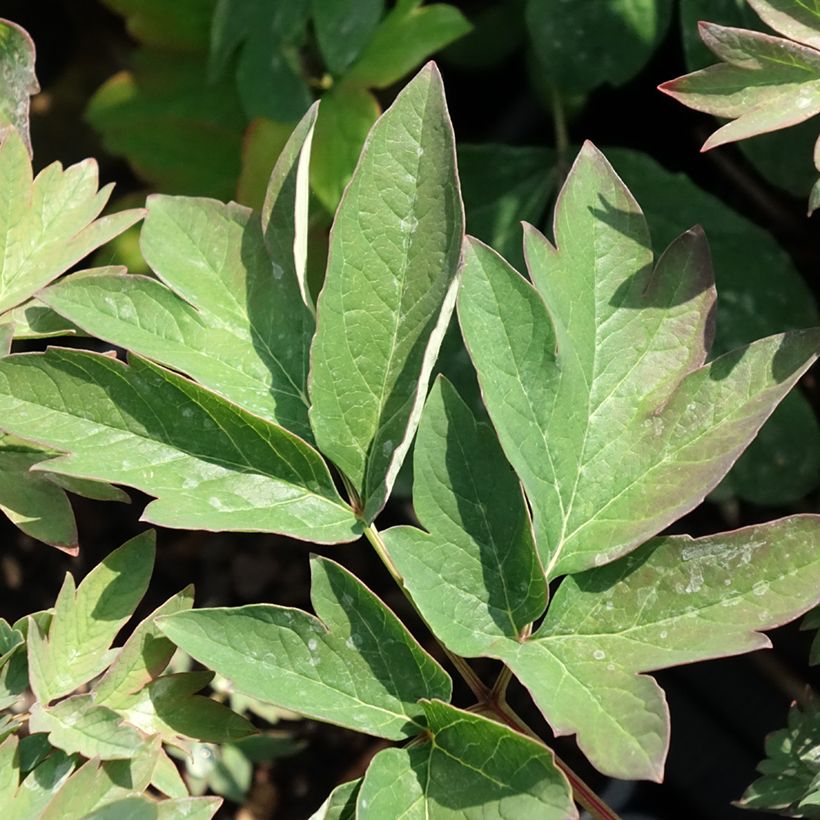 Peonia arborea Luo Yang Hong (Fogliame)