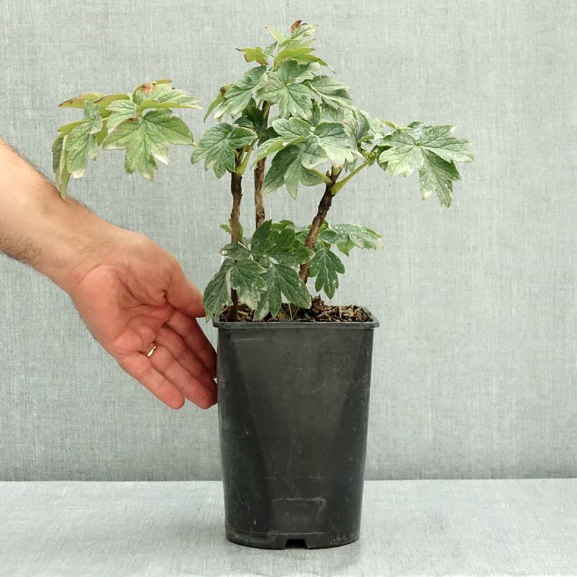Esemplare di Peonia arborea Luo Yang Hong Vaso da 2L/3L consegnato in estate