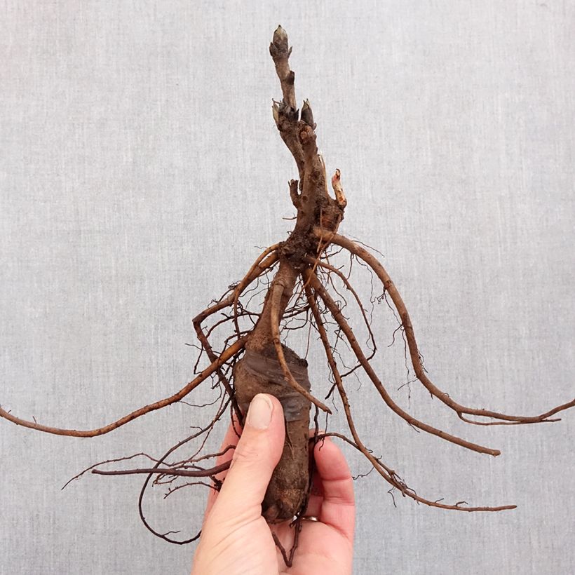 Peonia arborea Luo Yang Hong Cespo 3/5 occhi esemplare consegnato in inverno