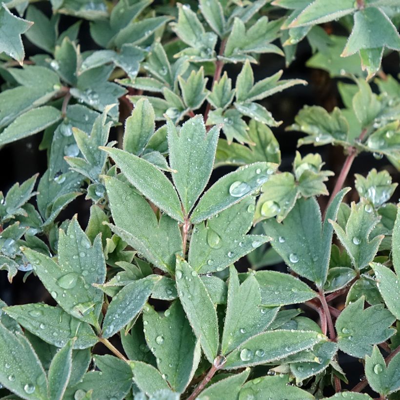 Peonia arborea Rou Fu Rong (Fogliame)