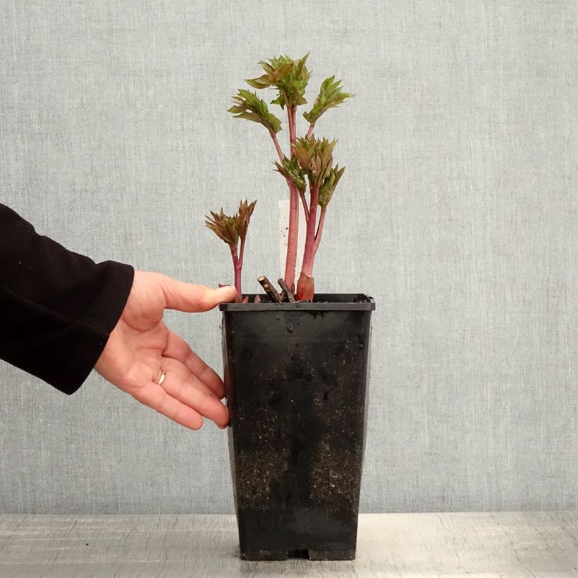 Peonia erbacea Blaze Vaso da 3L/4L esemplare consegnato in primavera