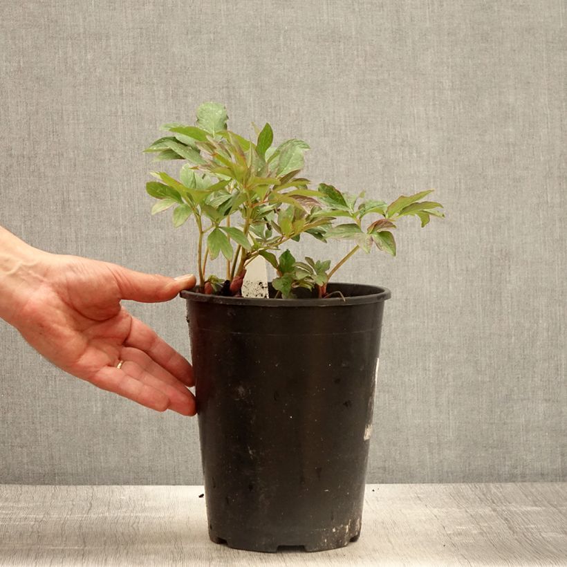 Paeonia officinalis Mollis Vaso da 3L/4L esemplare consegnato in primavera