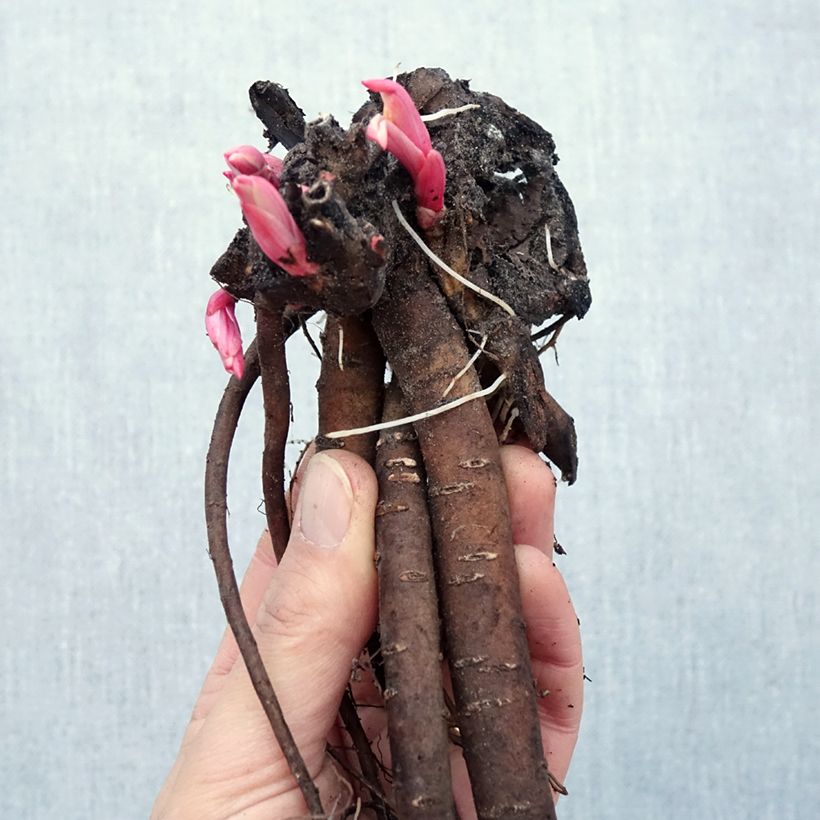 Paeonia tenuifolia - Peonia erbacea Piante piccole a radice nuda esemplare consegnato in inverno
