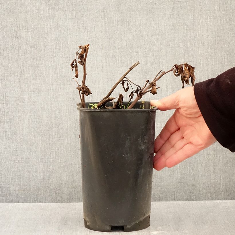 Esemplare di Peonia erbacea Claire de Lune Vaso da 3L/4L come consegnato in autunno