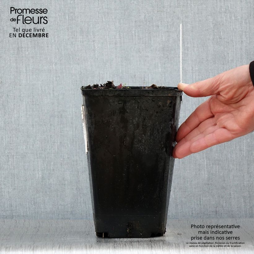 Pivoine Claire de Lune Pot de 3L/4L esemplare consegnato in inverno
