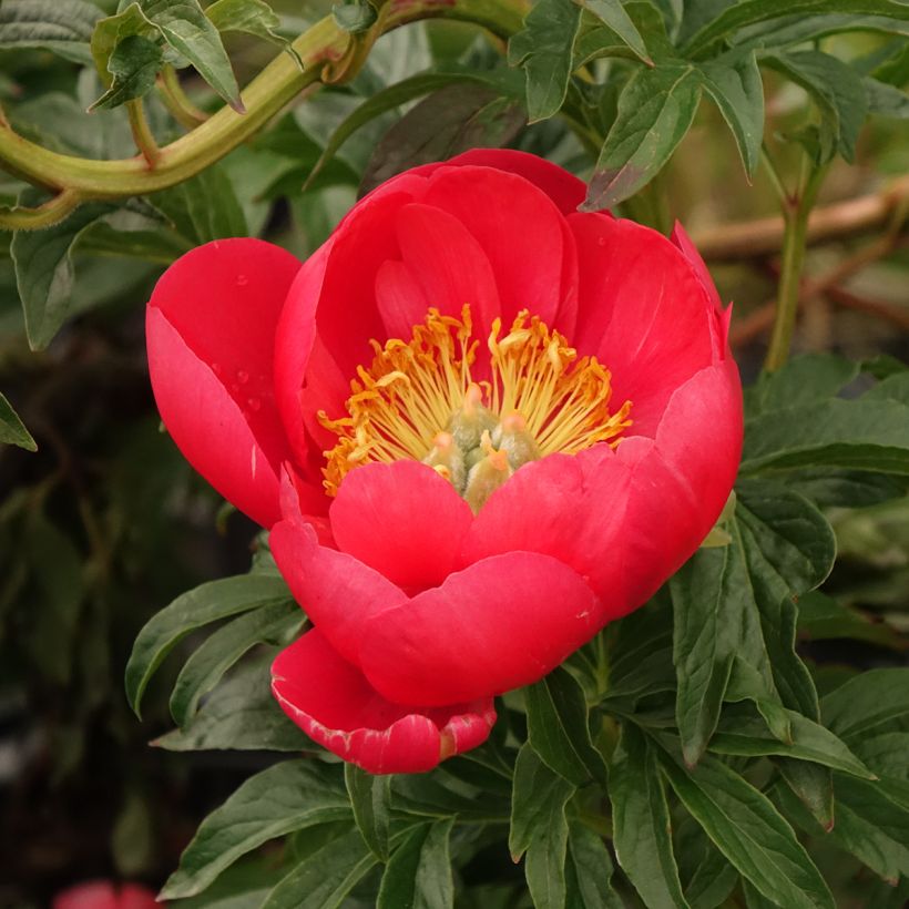 Peonia erbacea Coral Sunset (Fioritura)