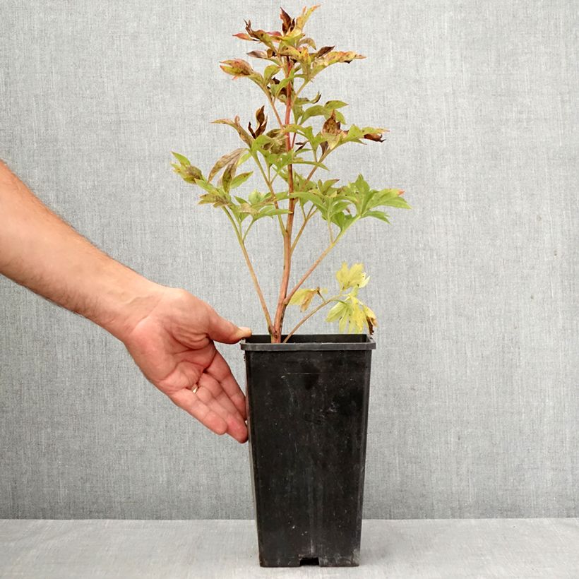 Esemplare di Peonia erbacea Coral Sunset Vaso da 3L/4L come consegnato in autunno