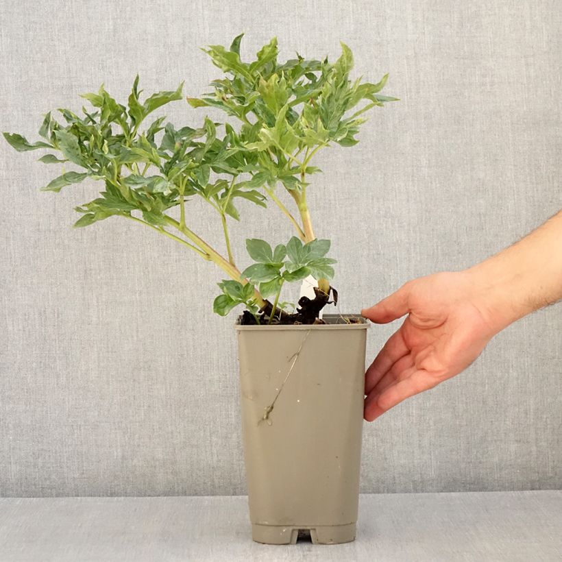 Esemplare di Peonia erbacea Coral Sunset Vaso da 3L/4L consegnato in estate