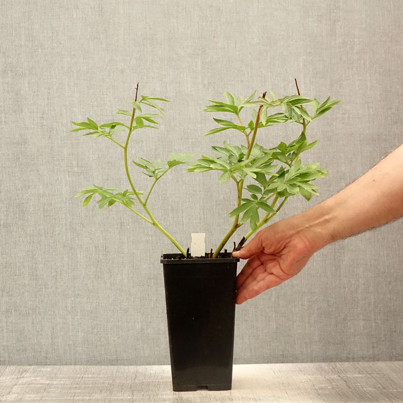 Peonia erbacea Flame Vaso da 3L/4L esemplare consegnato in primavera