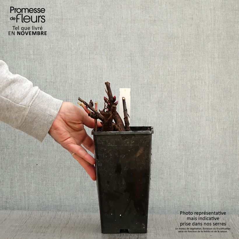 Esemplare di Pivoine Itoh Canary Brillant Pot de 3L/4L come consegnato in autunno