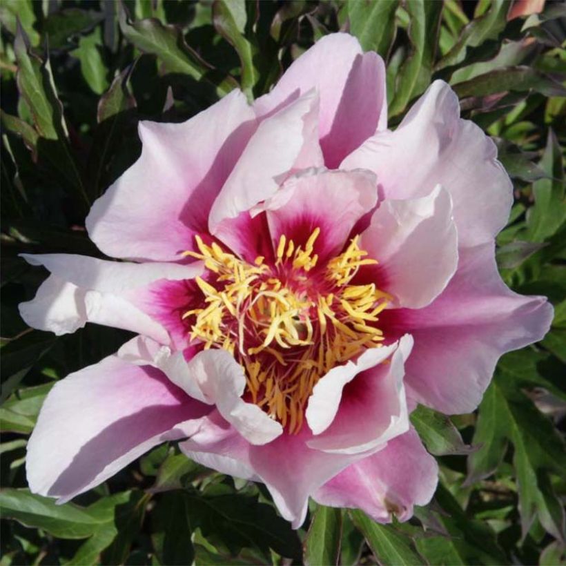 Peonia Itoh Cora Louise (Fioritura)