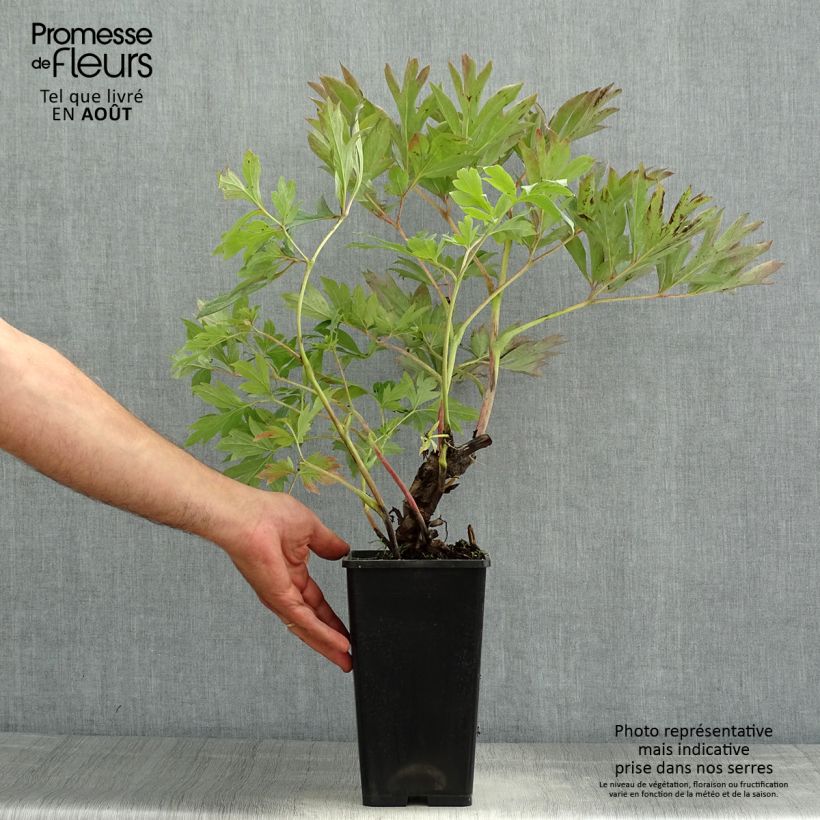 Esemplare di Peonia Itoh First Arrival Vaso da 3L/4L consegnato in estate