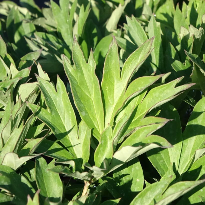 Peonia Itoh Hillary (Foliage)