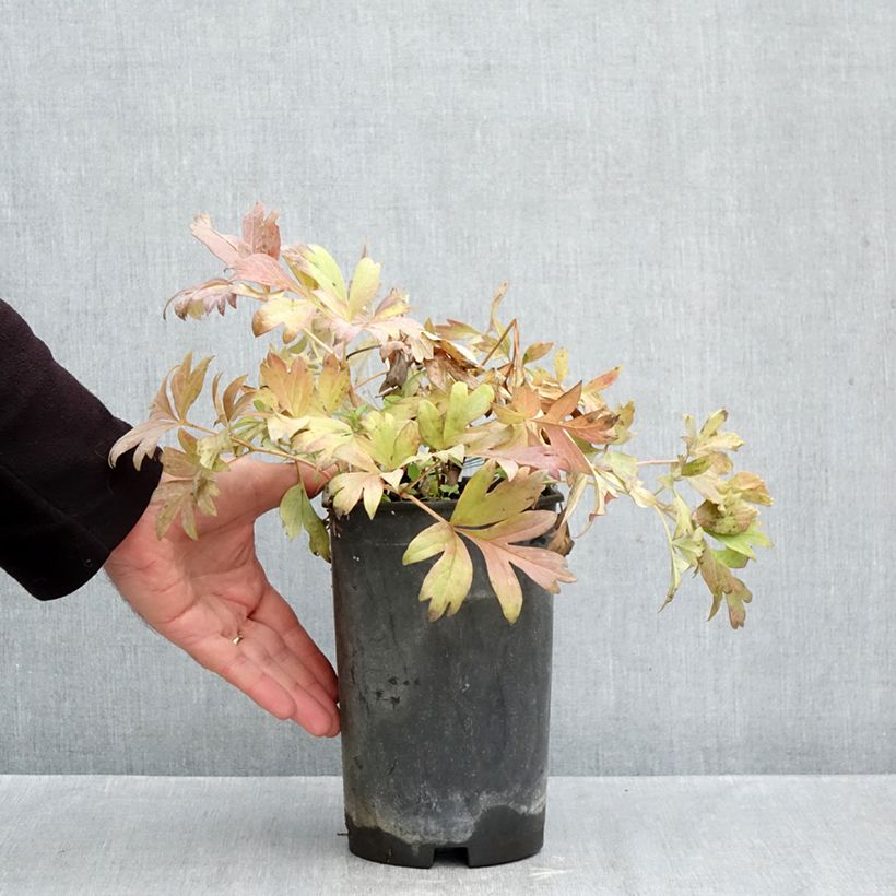 Esemplare di Peonia Itoh Hillary Vaso da 3L/4L come consegnato in autunno
