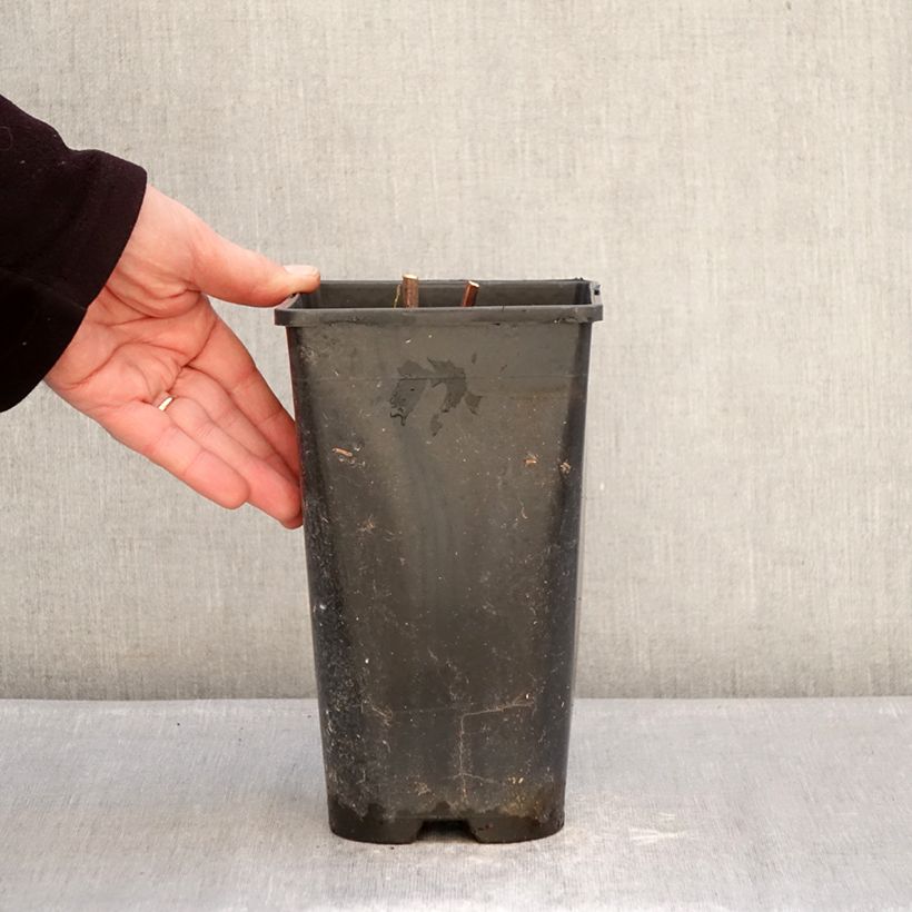 Example of Peonia Itoh Hillary Vaso da 3L/4L as you get in hiver