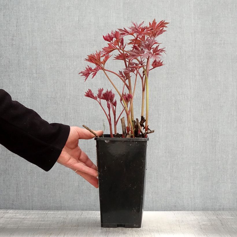 Example of Peonia Itoh Julia Rose Vaso da 2L/3L as you get in printemps