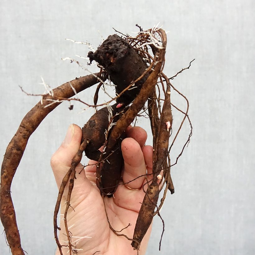 Example of Peonia Itoh Julia Rose Cespo 3/5 occhi as you get in hiver