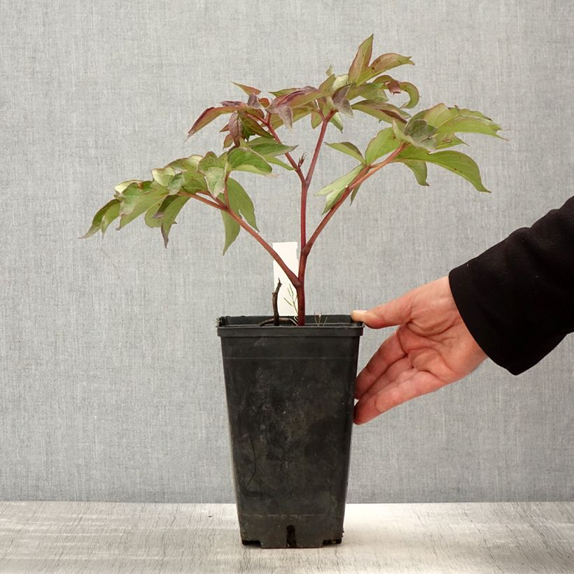 Peonia Itoh Morning Lilac Vaso da 3L/4L esemplare consegnato in primavera