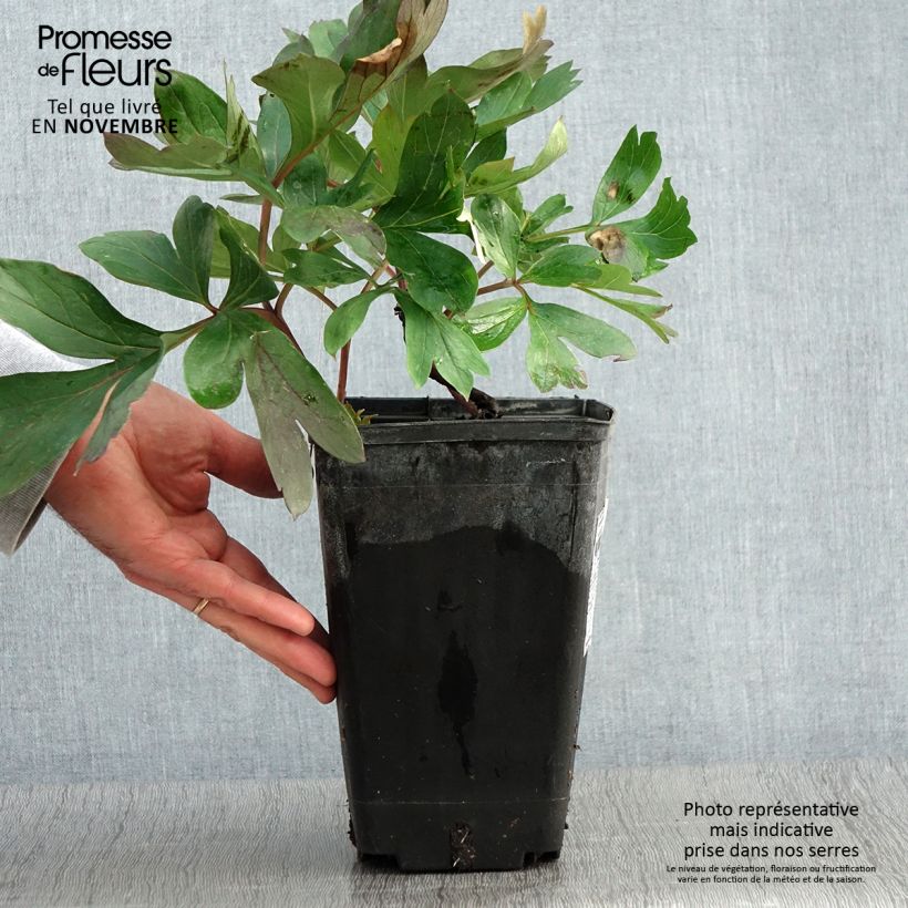 Esemplare di Pivoine 'Itoh Morning Lilac' - Souche de 3 à 5 yeux Pot de 3L/4L come consegnato in autunno
