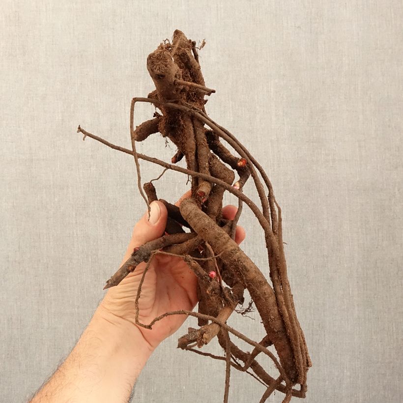 Peonia Itoh Old Rose Dandy Cespo 3/5 occhi esemplare consegnato in inverno