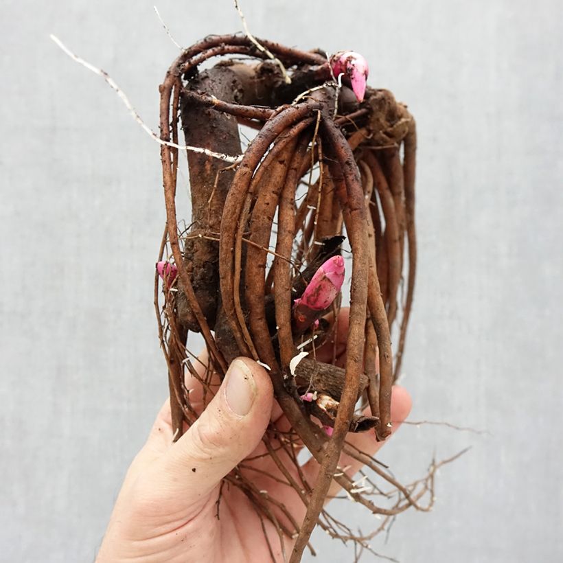 Peonia Itoh Pastel Splendor Cespo 3/5 occhi esemplare consegnato in inverno