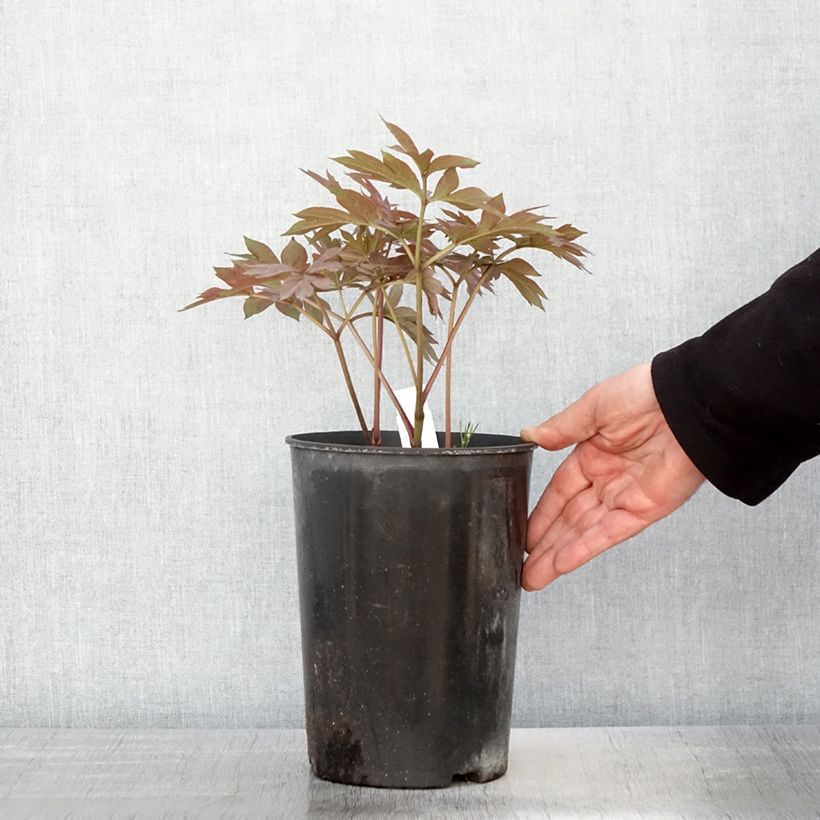 Peonia Itoh Pastel Splendor Vaso da 2L/3L esemplare consegnato in primavera