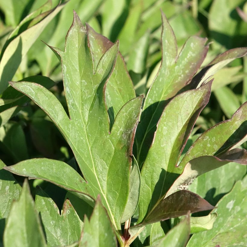 Peonia Itoh Pink Ardour (Foliage)