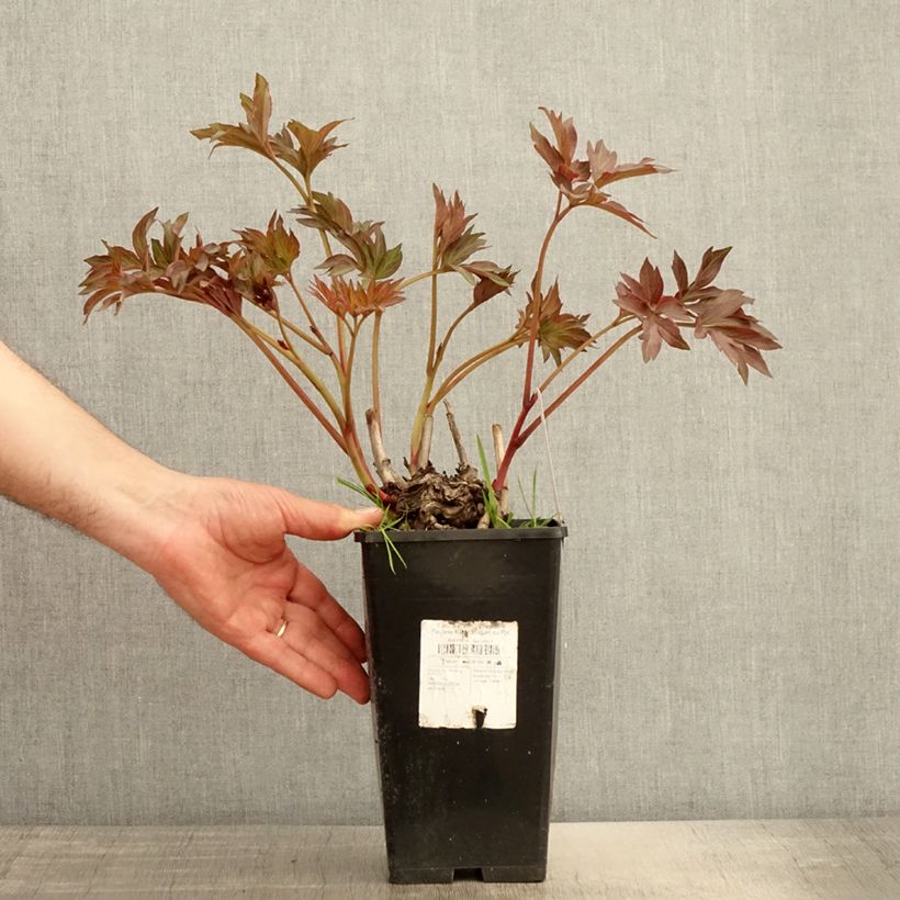 Example of Peonia Itoh Pink Ardour Vaso da 3L/4L as you get in printemps