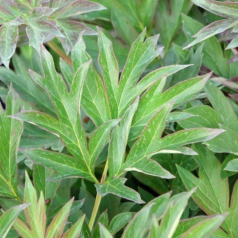 Peonia Itoh Viking Full Moon (Fogliame)