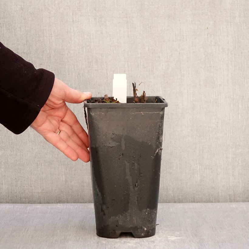 Example of Peonia Itoh Yellow Crown Vaso da 3L/4L as you get in hiver