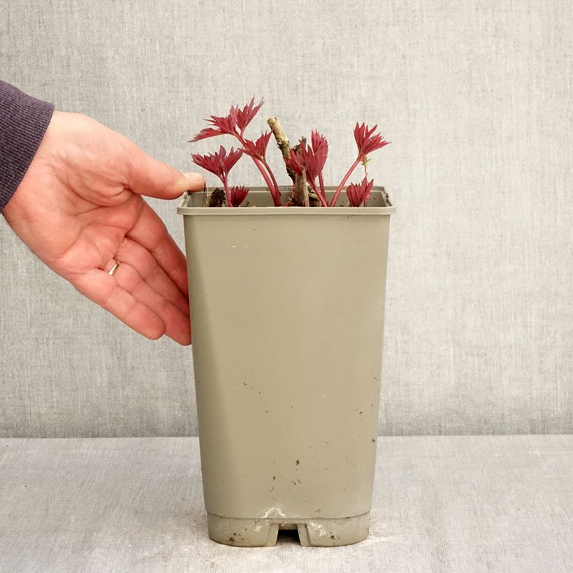 Peonia Itoh Yellow Crown Vaso da 3L/4L esemplare consegnato in primavera
