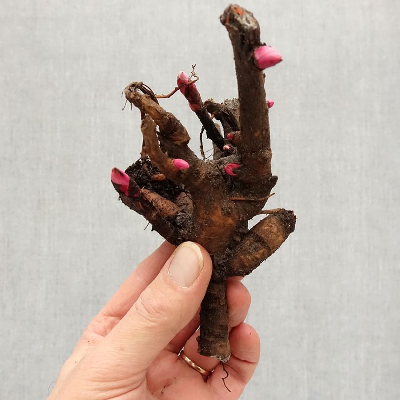 Example of Peonia Itoh Yellow Crown Cespo 3/5 occhi as you get in hiver