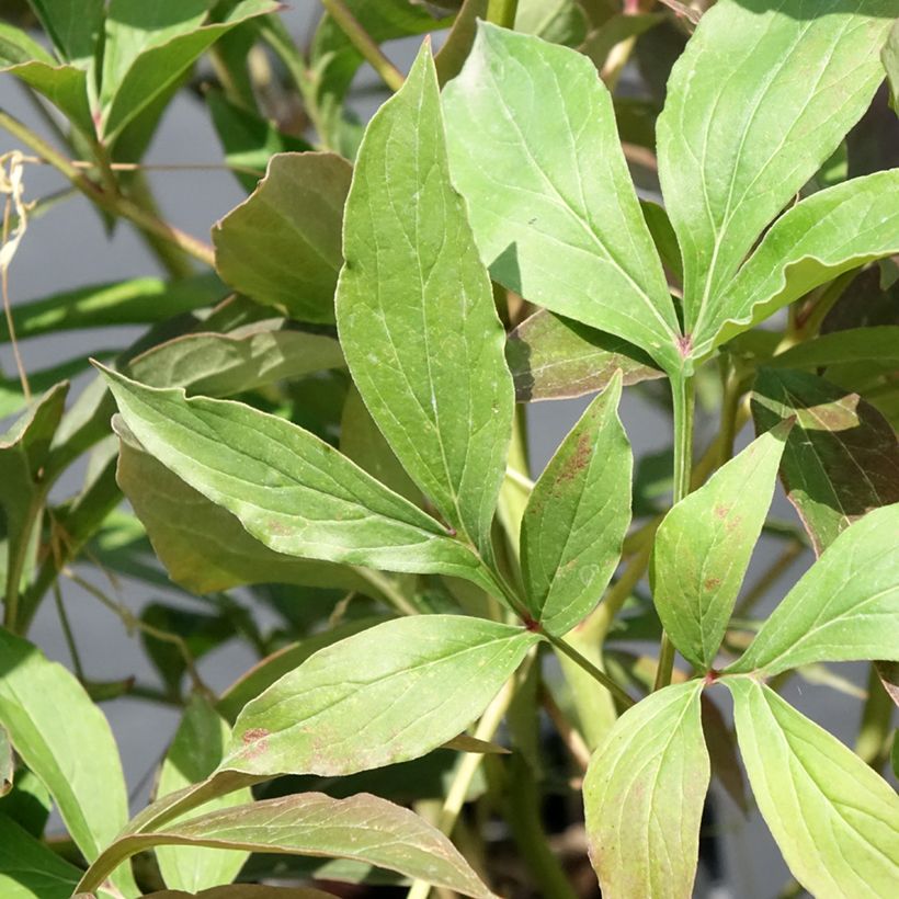 Peonia erbacea Albert Crousse (Foliage)
