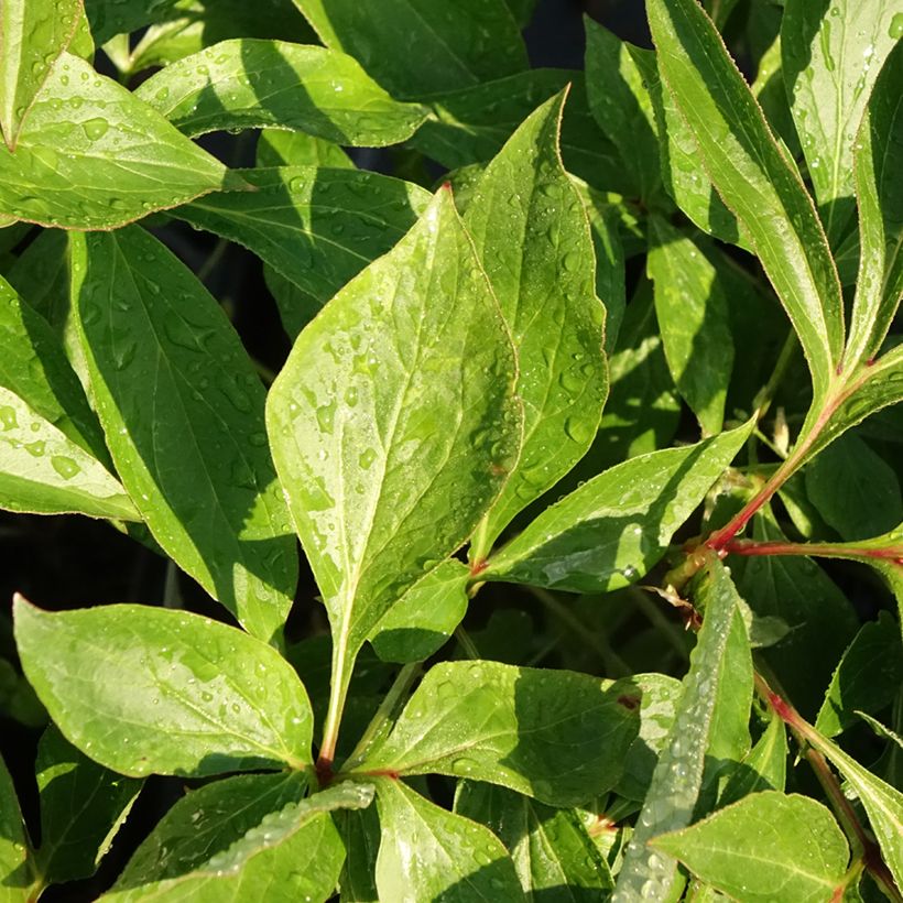 Peonia erbacea Alertie (Foliage)