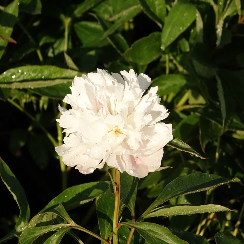 Peonia erbacea Alertie (Flowering)