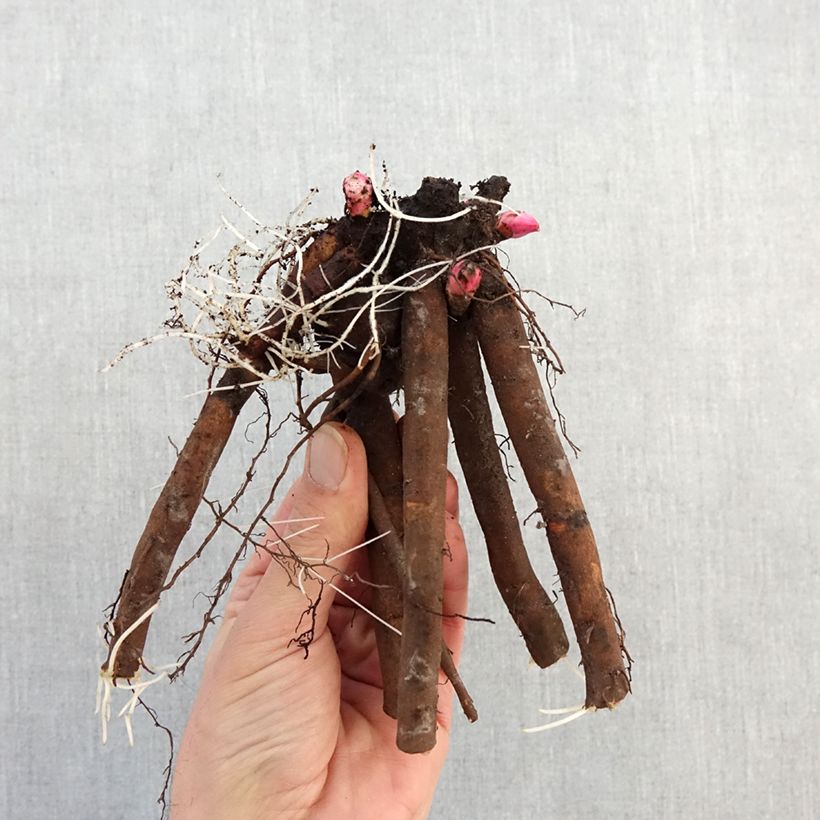 Example of Peonia erbacea Alertie Cespo 3/5 occhi as you get in hiver