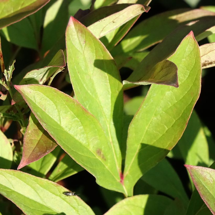 Peonia erbacea Amabilis (Fogliame)