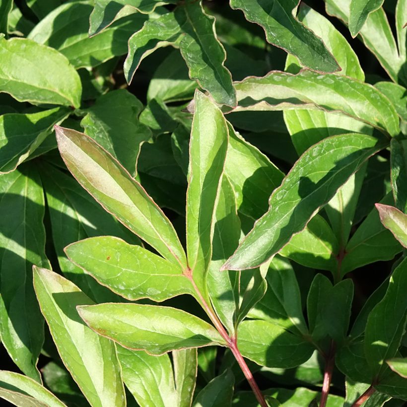 Peonia erbacea Boule de Neige (Fogliame)