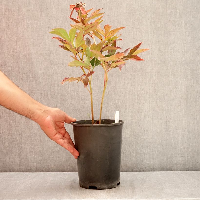 Esemplare di Peonia erbacea Boule de Neige Vaso da 3L/4L consegnato in estate