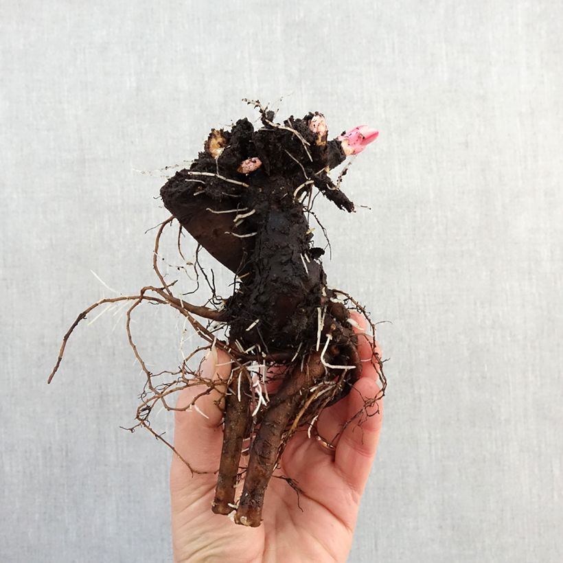 Peonia erbacea Boule de Neige Cespo 3/5 occhi esemplare consegnato in inverno