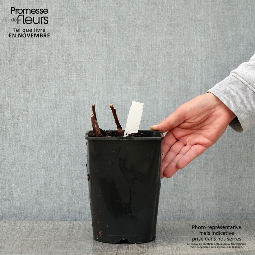 Esemplare di Pivoine lactiflora Bouquet Perfect Pot de 3L/4L come consegnato in autunno