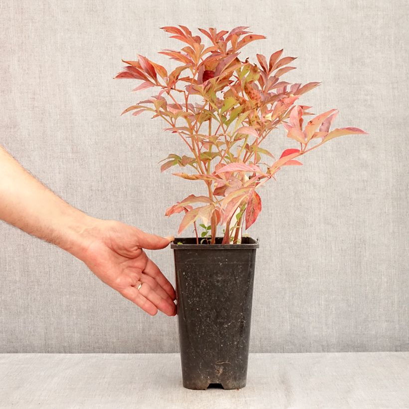 Esemplare di Peonia erbacea Bouquet Perfect Vaso da 3L/4L consegnato in estate