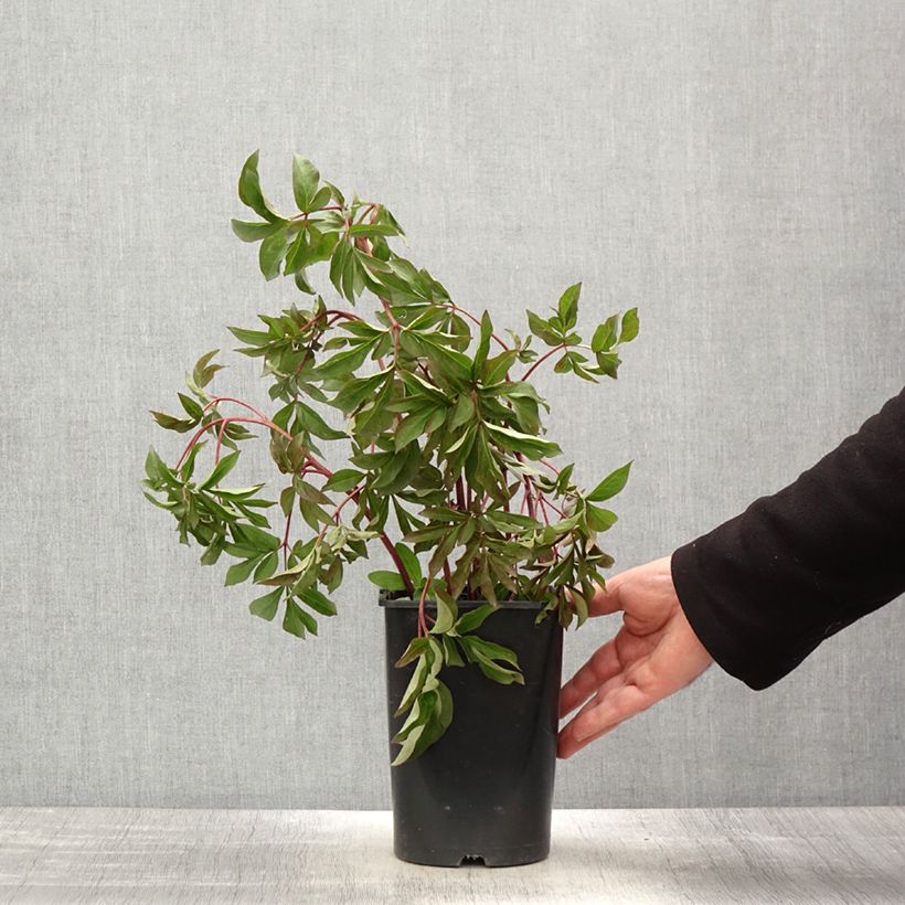 Peonia erbacea Bouquet Perfect Vaso da 3L/4L esemplare consegnato in primavera