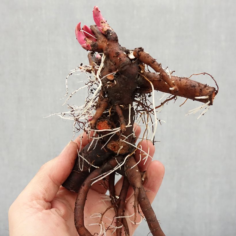 Peonia erbacea Bouquet Perfect Cespo 3/5 occhi esemplare consegnato in inverno