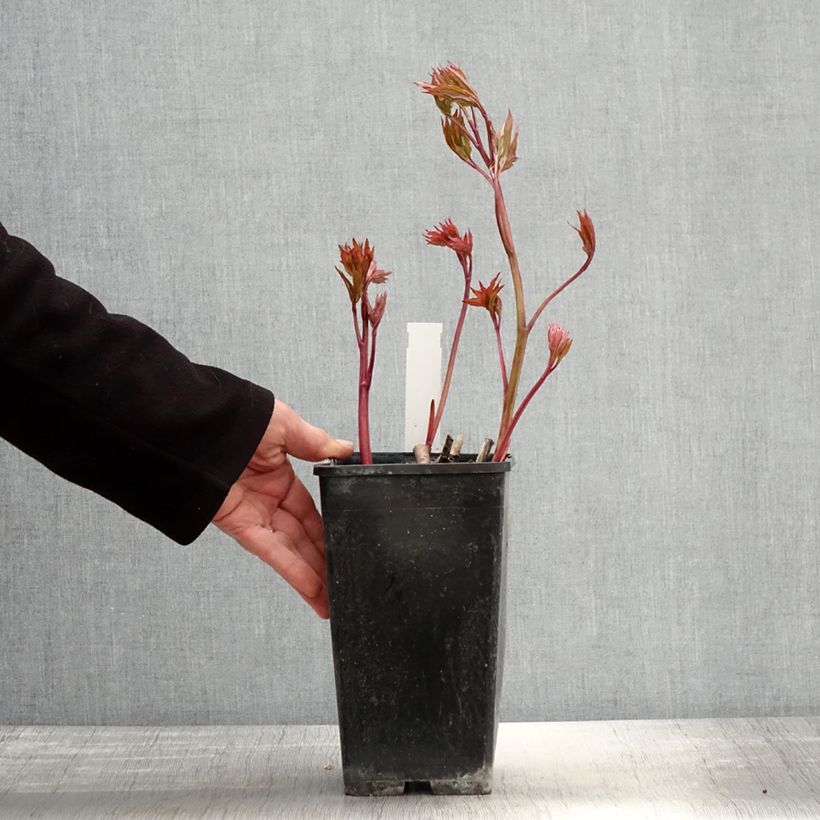 Peonia erbacea Bowl of Beauty Vaso da 3L/4L esemplare consegnato in primavera