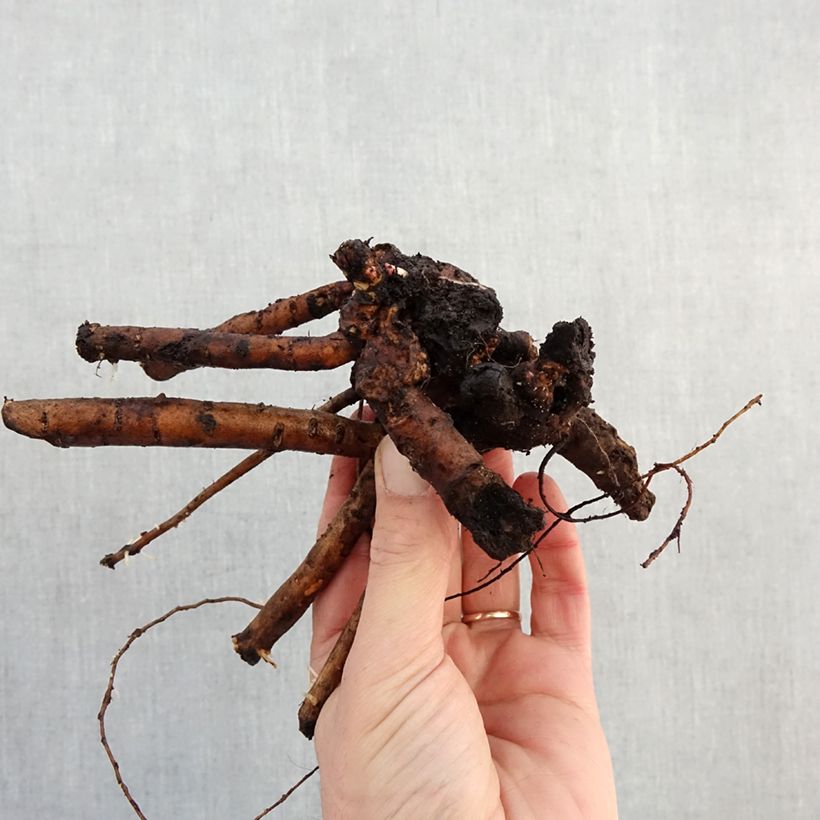 Peonia erbacea Bowl of Beauty Cespo 3/5 occhi esemplare consegnato in inverno