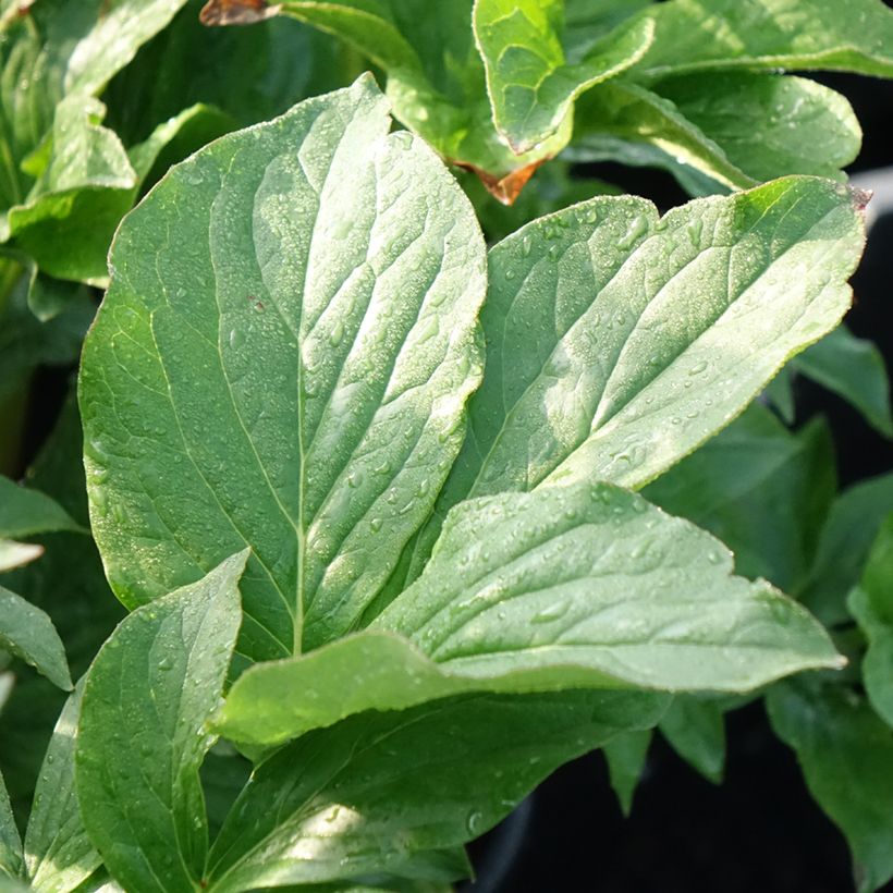 Peonia erbacea Buckeye Belle (Fogliame)