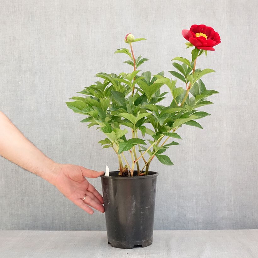 Esemplare di Peonia erbacea Buckeye Belle Vaso da 3L/4L consegnato in estate